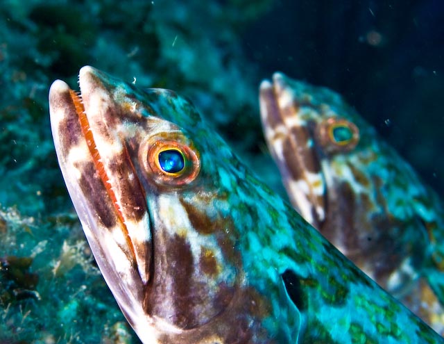 Synodus saurus (Pesce lucertola atlantico)